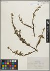 Foto von Salix lasiolepis Benth.